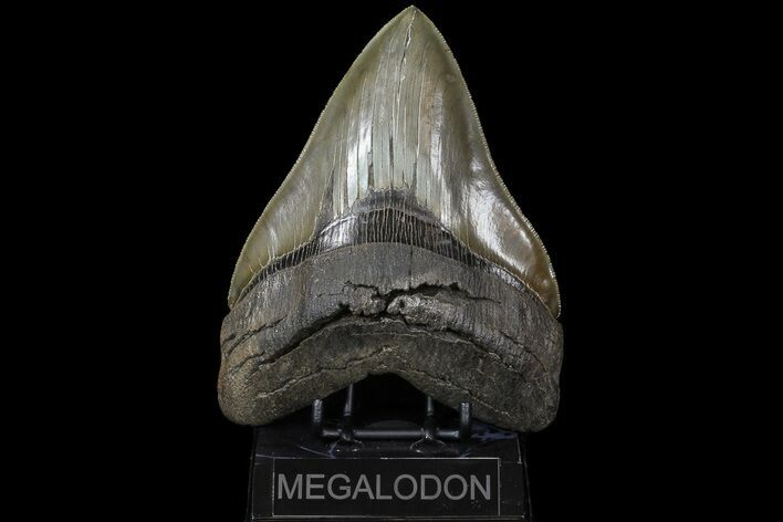 Serrated, Megalodon Tooth - Collector Specimen! #73833